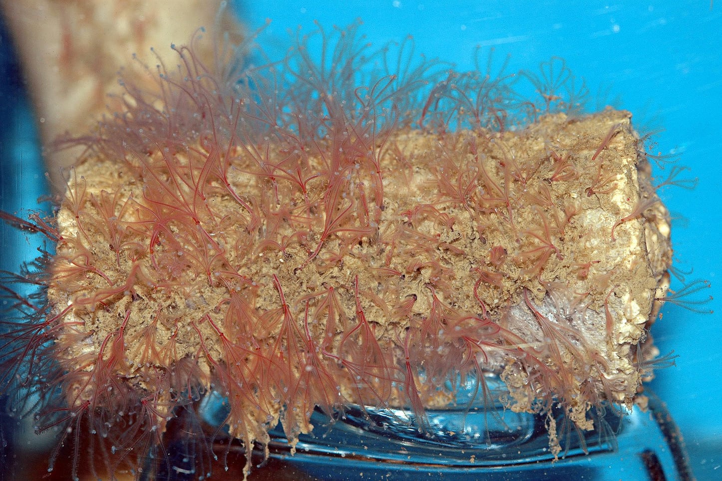 Marine Zoologie Knochfresserwurm ätzt sich in Walkadaver Spektrum